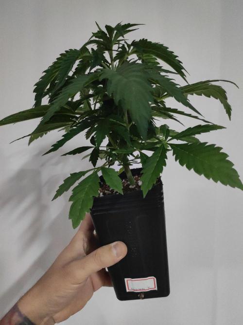 Godness Flower. Week 4