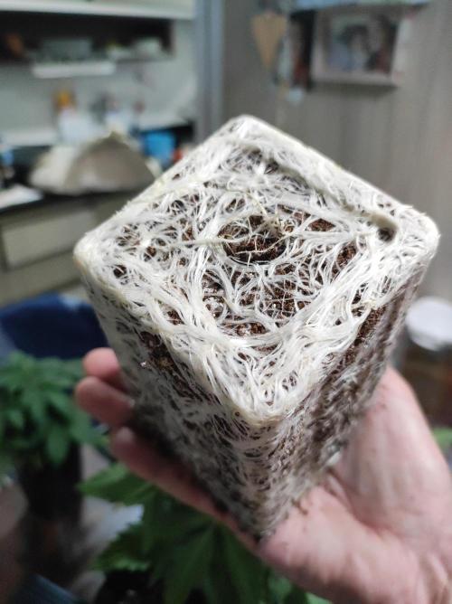 Godness Flower. Week 4