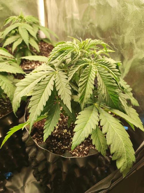 Godness Flower. Week 4