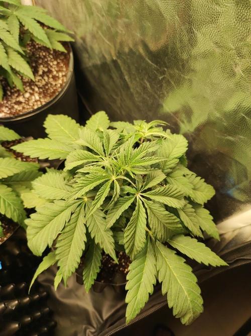 Godness Flower. Week 4