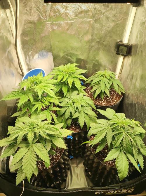 Godness Flower. Week 4