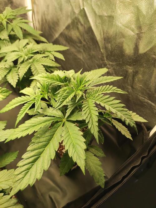 Godness Flower. Week 4