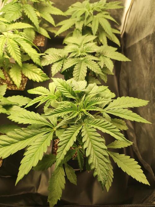 Godness Flower. Week 4