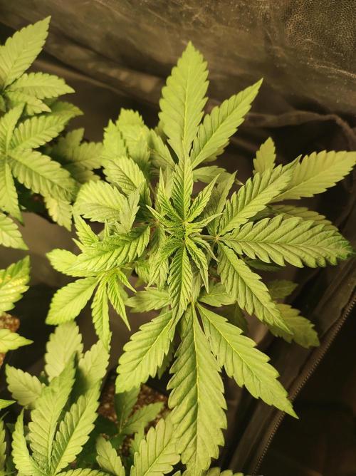 Godness Flower. Week 4