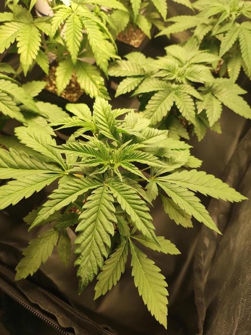 Godness Flower. Week 4