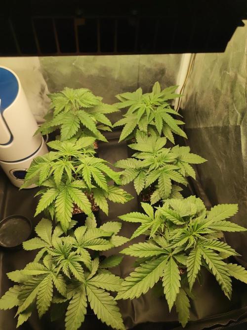 Godness Flower. Week 4