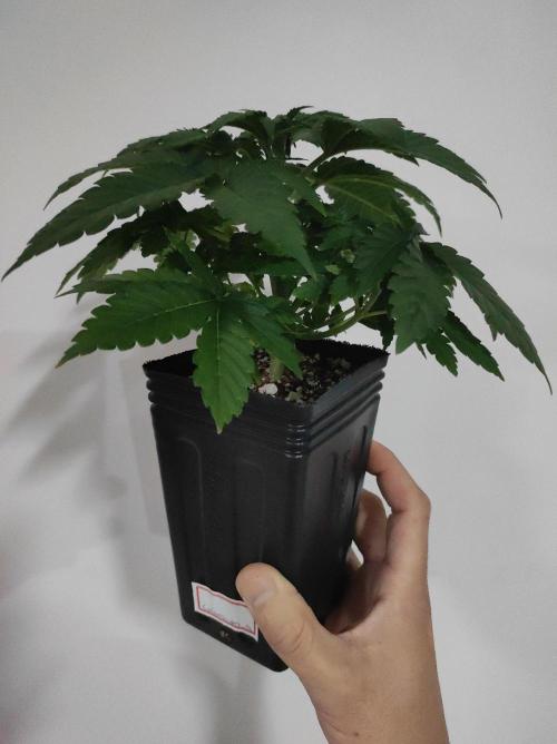 Colombian Gold. Week 4