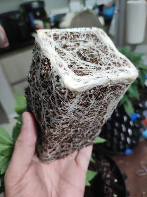 Colombian Gold. Week 4