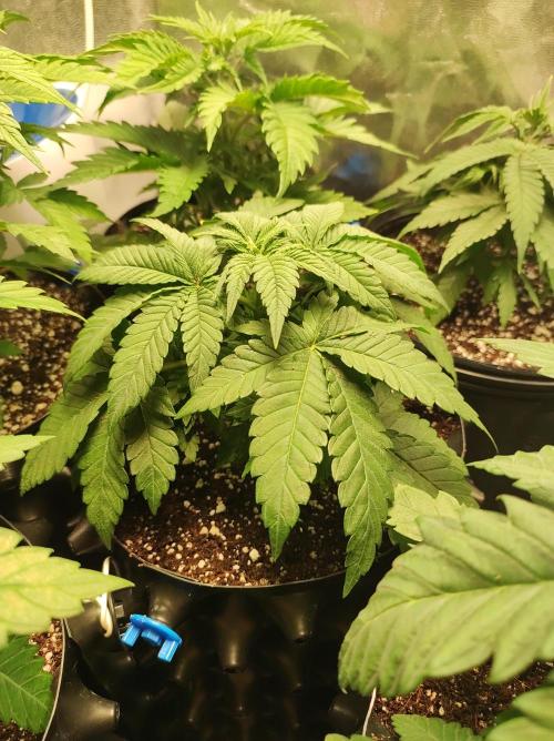 Colombian Gold. Week 4