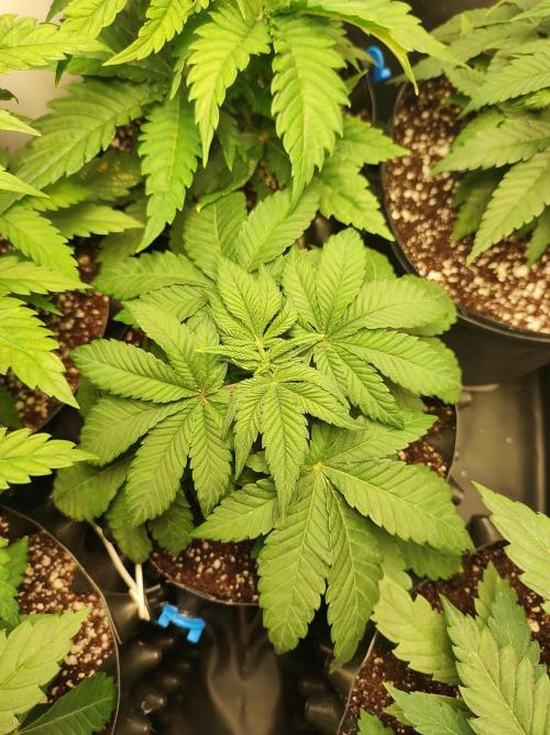 Colombian Gold. Week 4