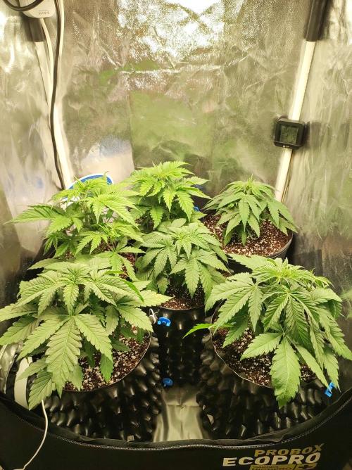 Colombian Gold. Week 4