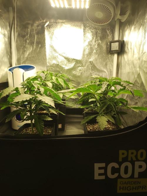 Colombian Gold. Week 4