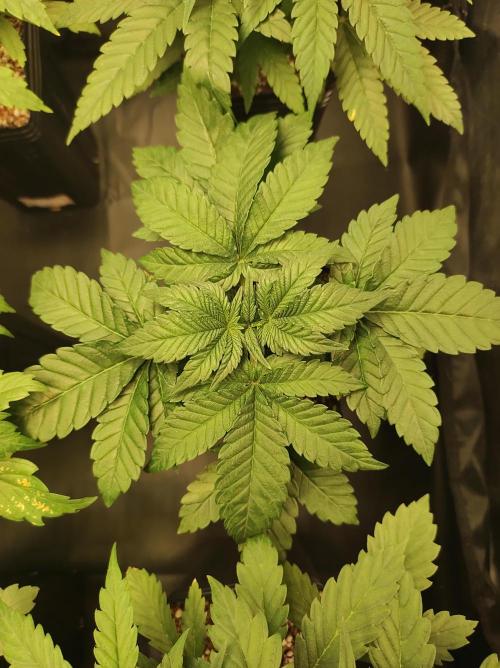 Colombian Gold. Week 4