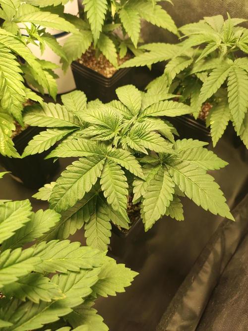 Colombian Gold. Week 4