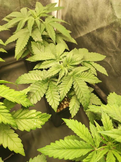 Colombian Gold. Week 4