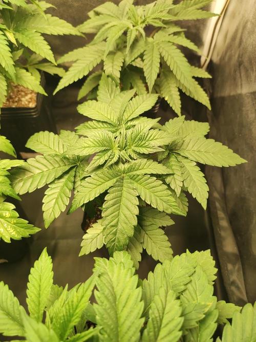 Colombian Gold. Week 4