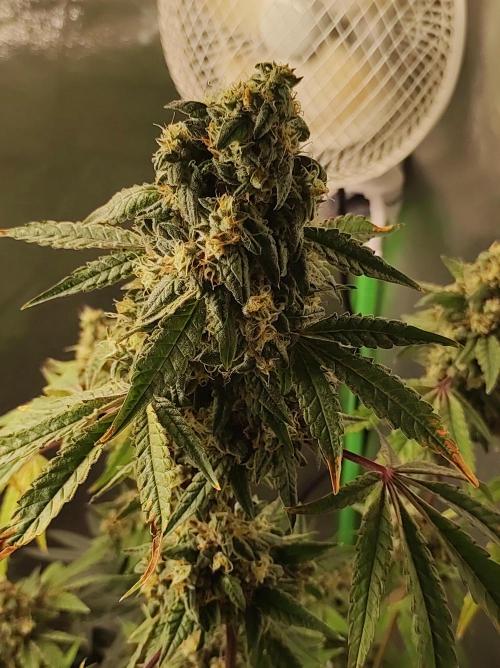 Lambeijax #Santa Maria. Week 12