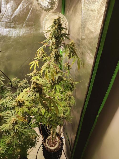 Lambeijax #Santa Maria. Week 12