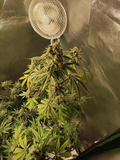 Lambeijax #Santa Maria. Week 12