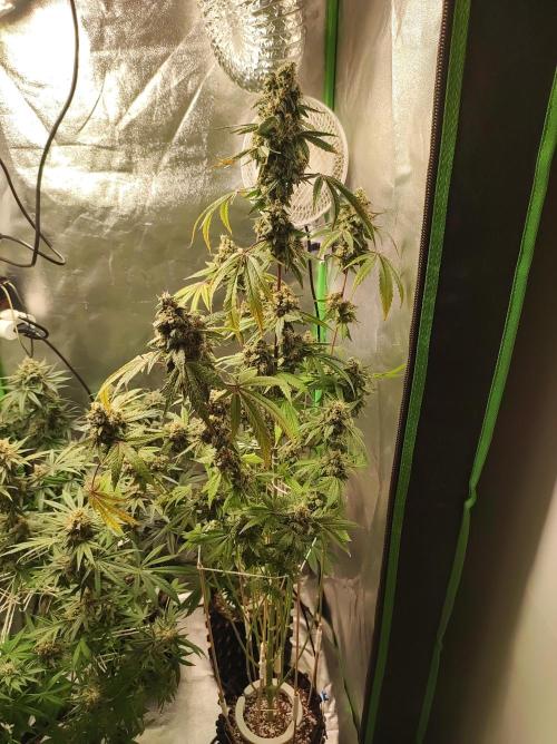 Lambeijax #Santa Maria. Week 12