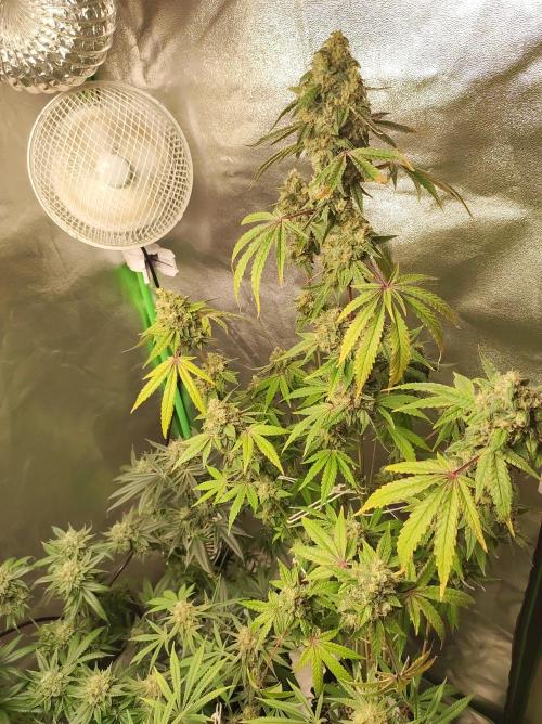 Lambeijax #Santa Maria. Week 12