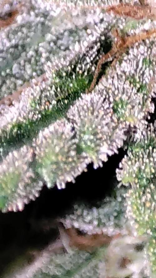 TUTIFRUIT #Santa Maria