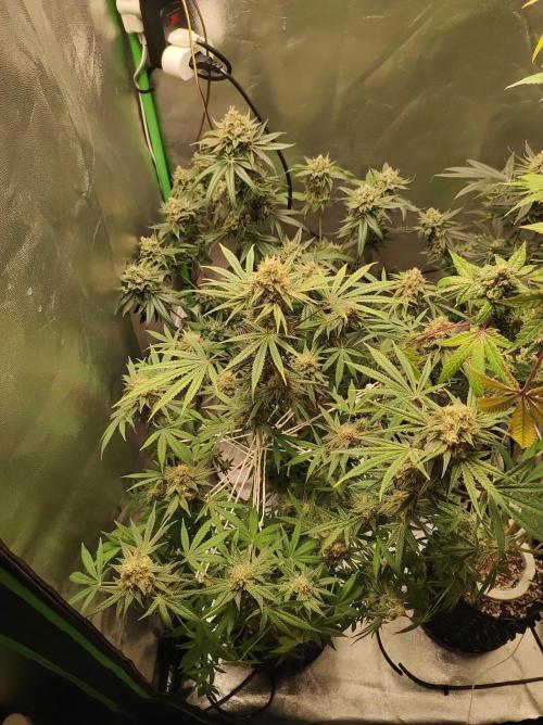 TUTIFRUIT #Santa Maria. Week 12