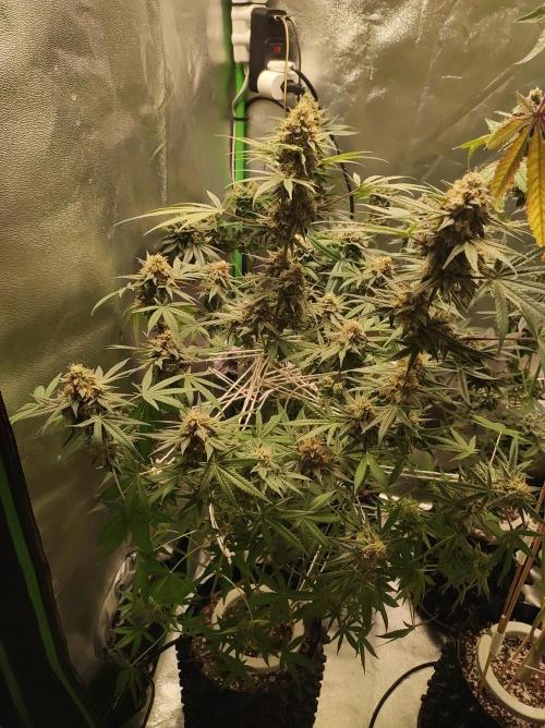 TUTIFRUIT #Santa Maria. Week 12