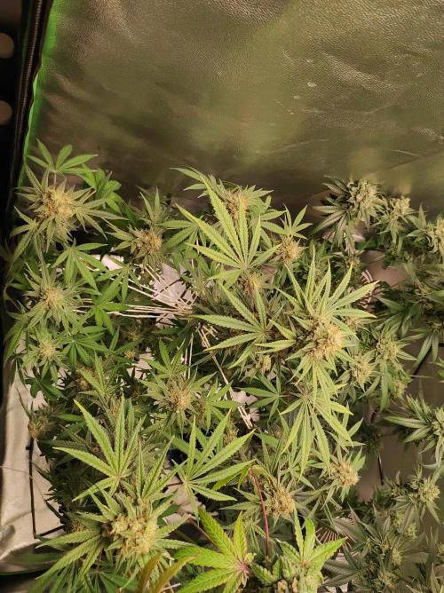 TUTIFRUIT #Santa Maria. Week 12