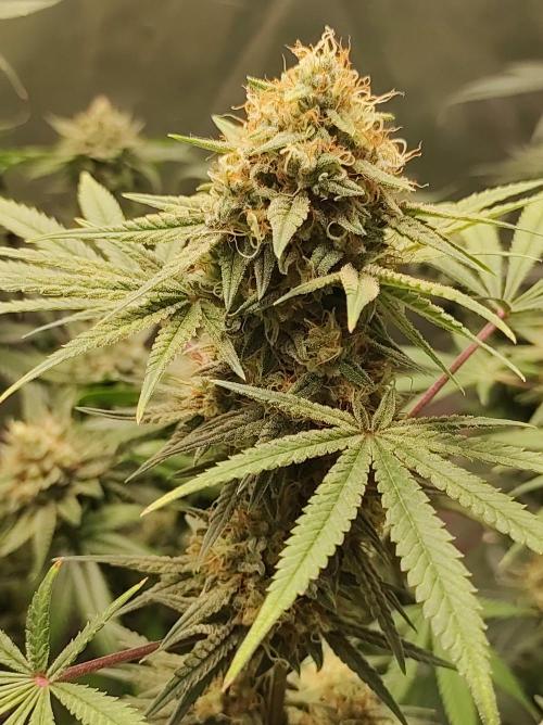 TUTIFRUIT #Santa Maria. Week 12