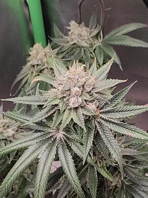 Gelato 41 #3. Week 12