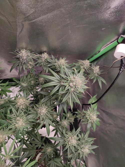 Gelato 41 #3. Week 12