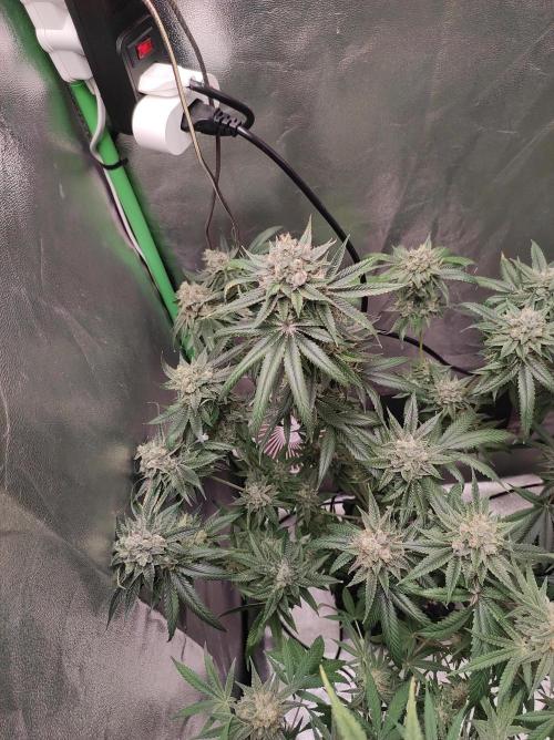 Gelato 41 #3. Week 12