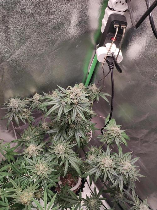 Gelato 41 #3. Week 12