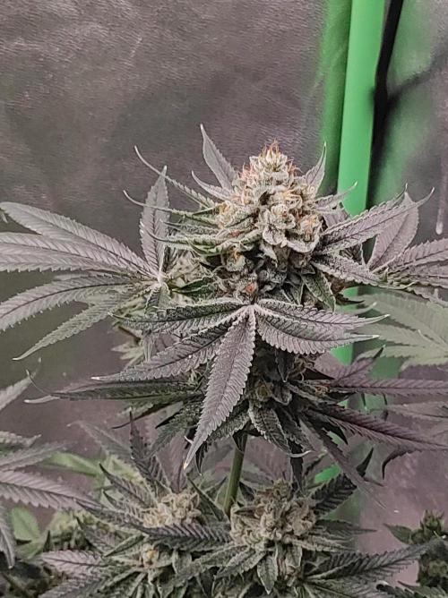 Gelato 41 #4. Week 12