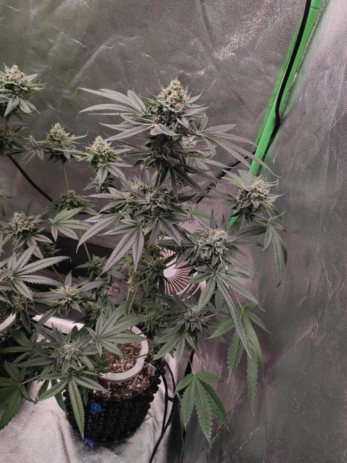 Gelato 41 #4. Week 12