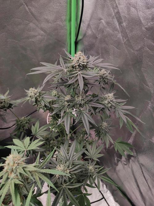 Gelato 41 #4. Week 12