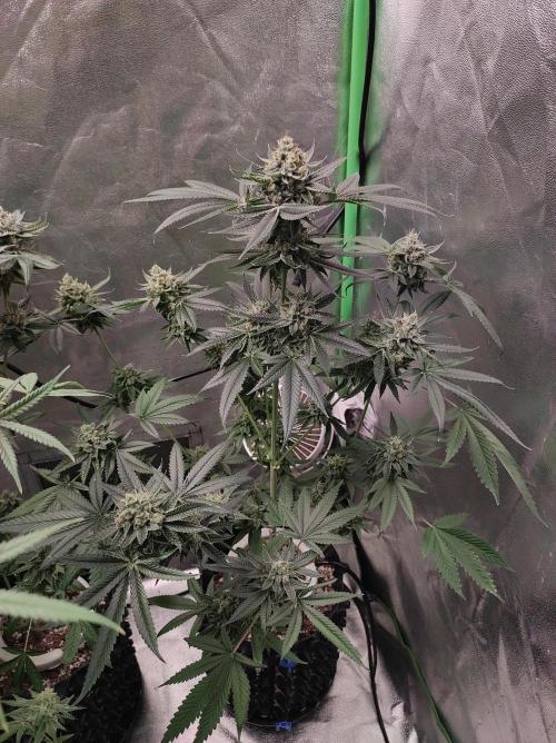 Gelato 41 #4. Week 12