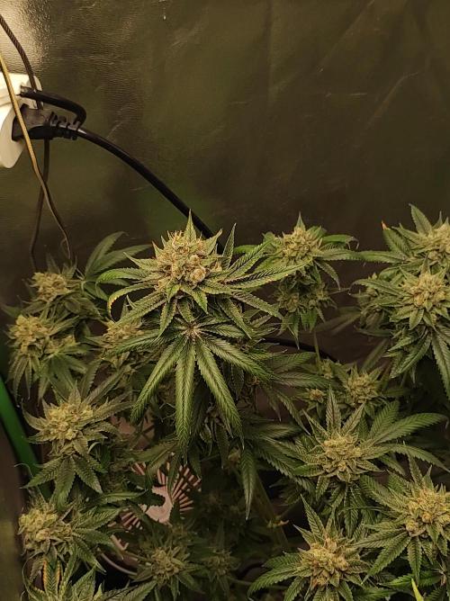 Gelato 41 #3. Week 12