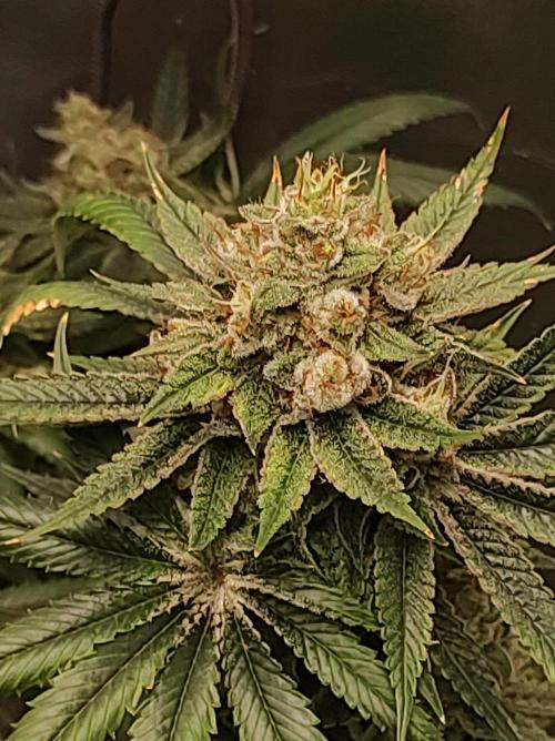 Gelato 41 #3. Week 12