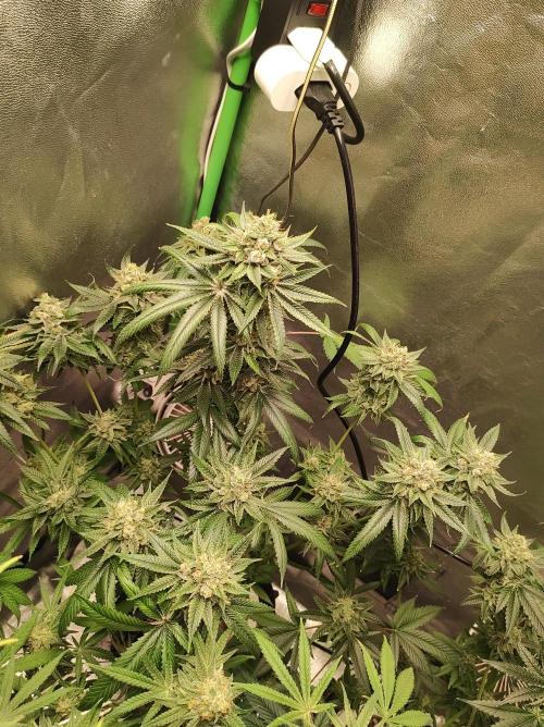 Gelato 41 #3. Week 12