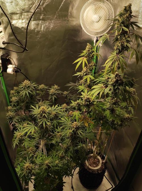 Gelato 41 #4. Week 12