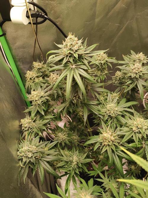 Gelato 41 #3. Week 12