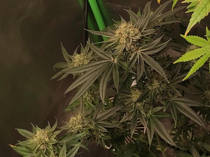 Gelato 41 #4. Week 12