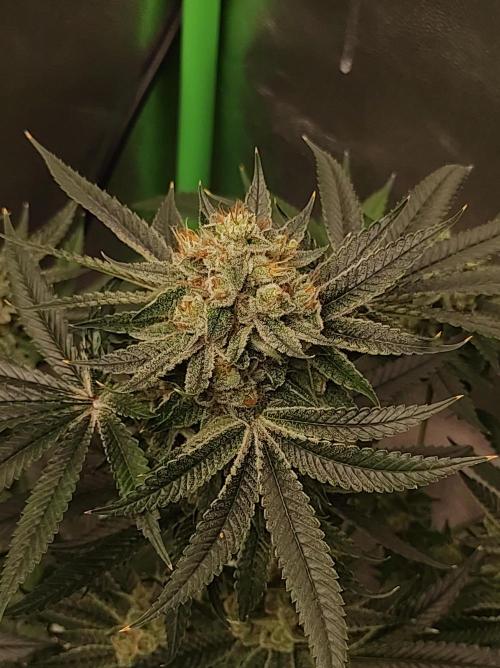 Gelato 41 #4. Week 12