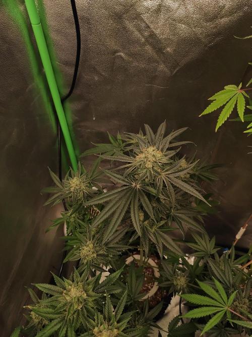 Gelato 41 #4. Week 12