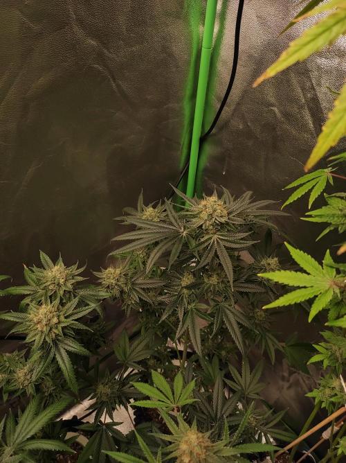 Gelato 41 #4. Week 12