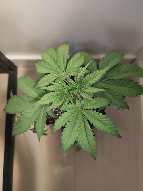 Godness Flower #2. Week 4