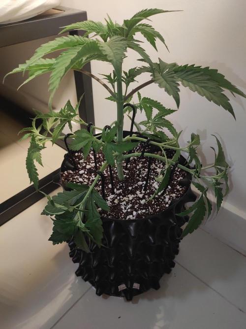 Godness Flower #2. Week 4