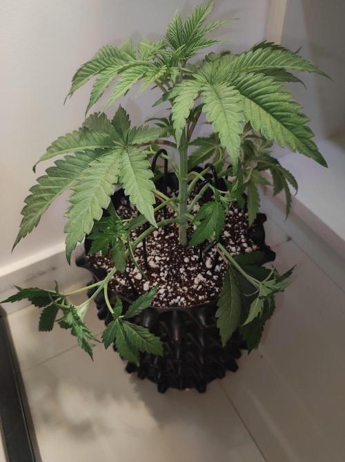 Godness Flower #2. Week 4